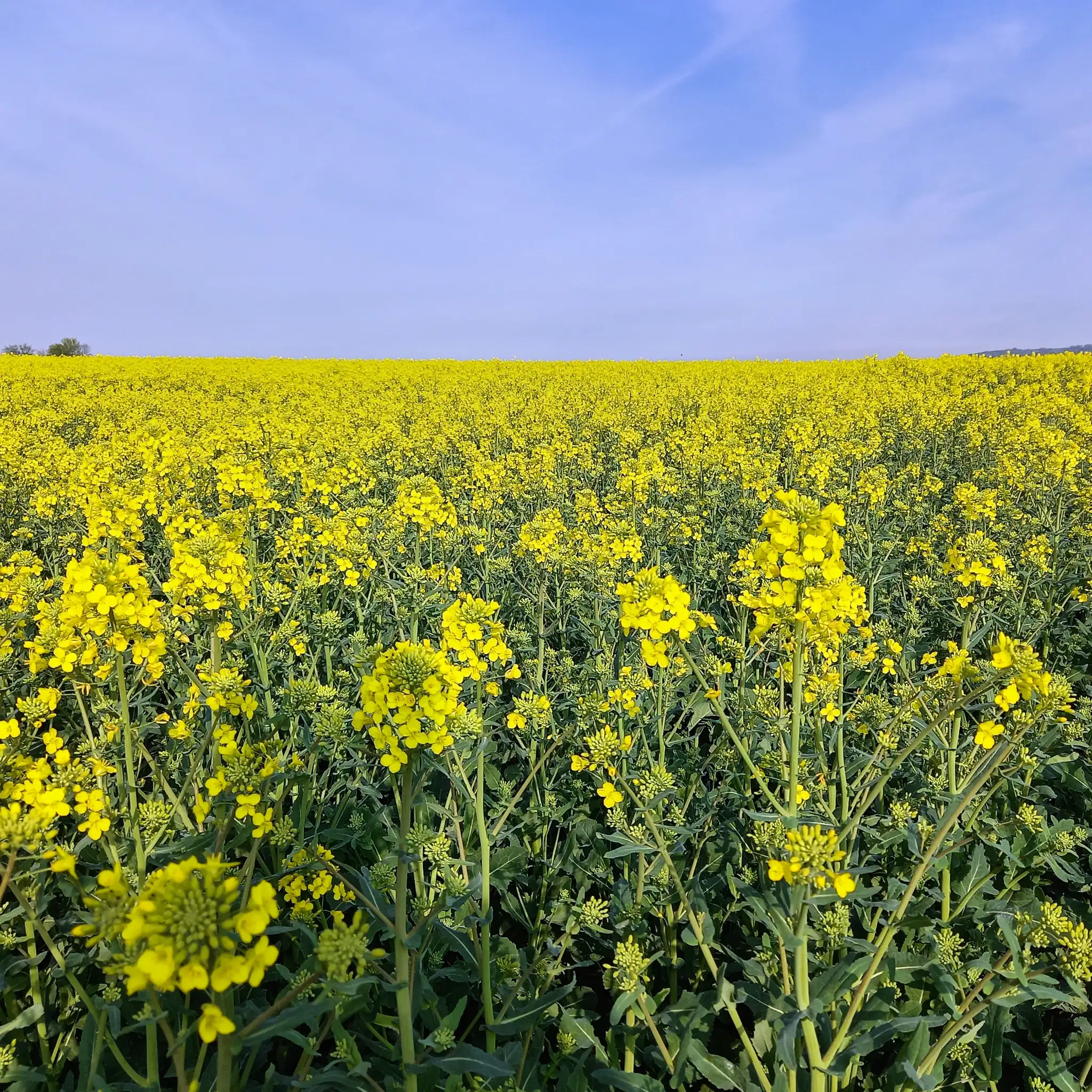 Das Ölhaus Rapsfeld